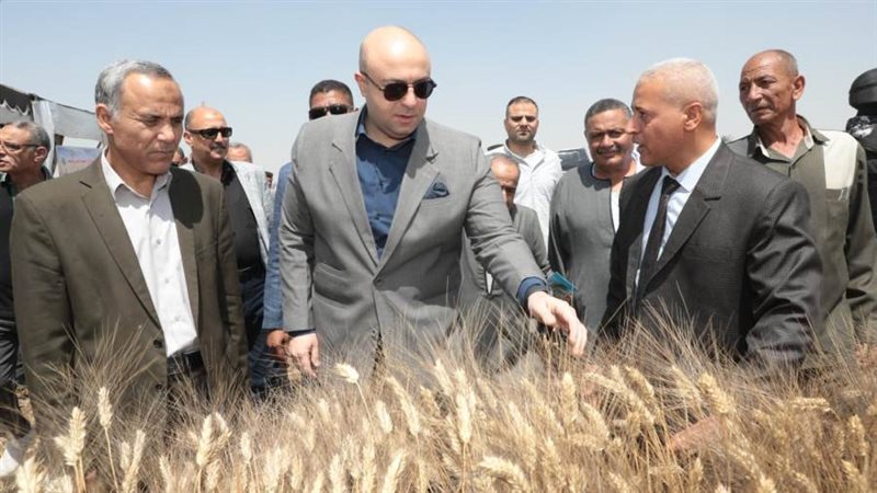 حصاد القمح ببنى سويف