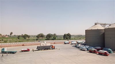 استلام  أكثر من 7 آلاف طن من الأقماح المحلية ببني سويف