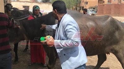 الكشف البيطري على 317 رأس ماشية ضمن 