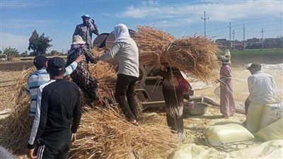 زراعة الوادي الجديد: توريد 66 ألفا و863 طنا من القمح حتى الآن