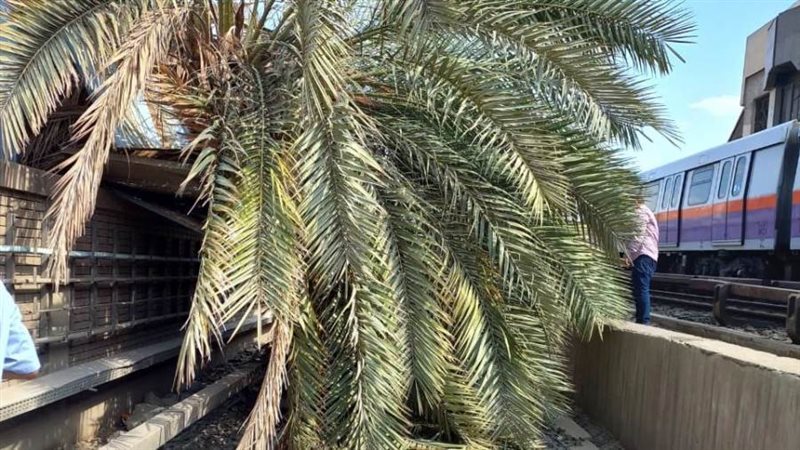 سقوط نخلة على قطار
