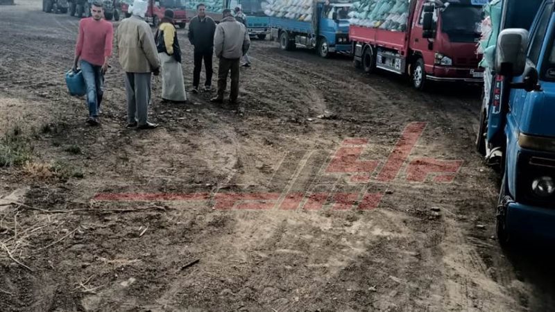 توريد واستلام القمح