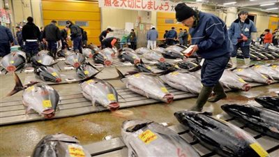 غداً.. الأمم المتحدة تحتفل باليوم العالمي لسمك التونة بالدعوة لاستدامة صيده بحلول عام 2027