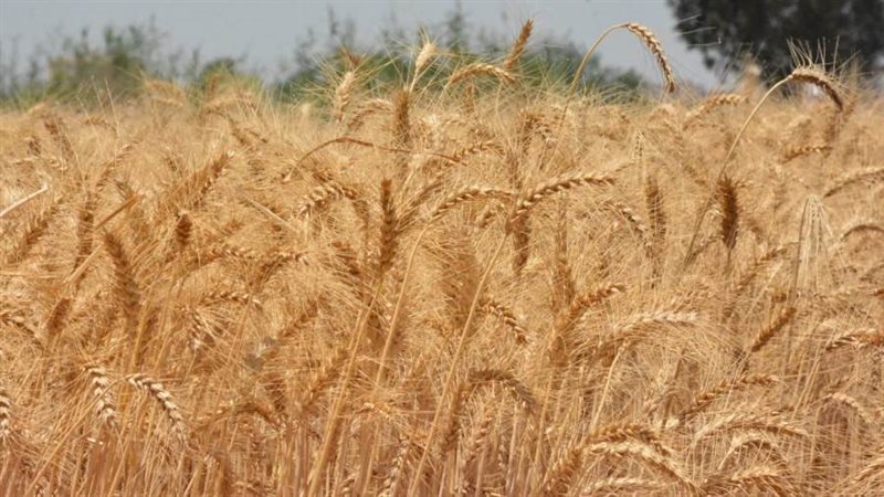 السنابل الذهبية تزين