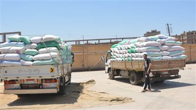 توريد 28 ألفًا 959 طن قمح لشون وصوامع القليوبية 