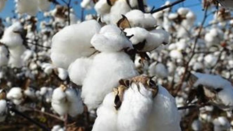 محصول القطن