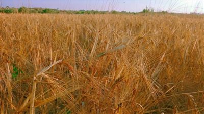 انطلاق موسم حصاد القمح والشعير بقرى الشيخ زويد