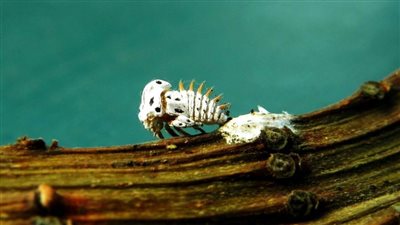 حشرة حملت بكتيريا تفتك بـ 60 مليون شجرة زيتون وتنذر 