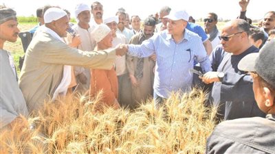 استلام 17 ألف طن قمح محلي بالصوامع والشون حتى اليوم بأسيوط 