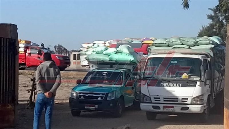 توريد واستلام القمح