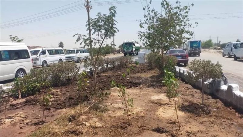 زراعة أشجار مثمرة