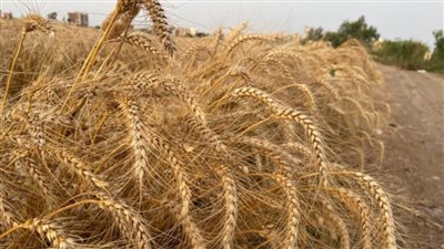 10 قرارات وتصريحات مهمة من وزارة التموين 