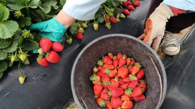 عبد الدايم: موسم زراعة الفراولة الإسماعيلاوي يبدأ في مارس ويستمر لآخر مايو