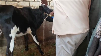 حفاظًا على الثروة الحيوانية والداجنة نشاط كبير لمديرية الطب البيطري خلال شهر إبريل الماضي  