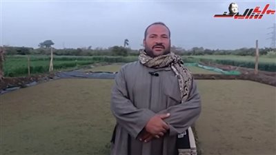 بديلًا للأعلاف.. زراعة نبات 