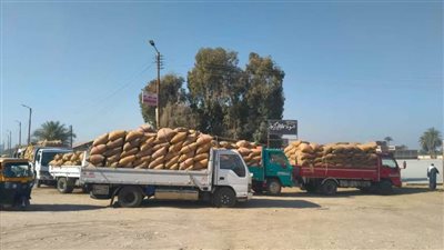 توريد 147 ألف طن من محصول القمح بالشون والصوامع الحكومية بالمنيا