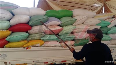 شون وصوامع كفر الشيخ تستقبل 81590 طنًا و372 كيلو قمح محلي