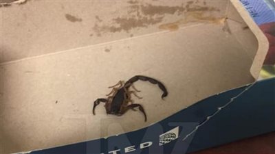 عاجل| لدغ سيدة..  عقرب يسبب أزمة على متن طائرة 