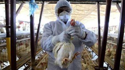 تحصين 236.9 ألف طائر ضد أنفلونزا وعقد 346 ندوة إرشادية بالشرقية 