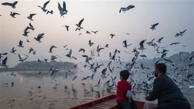 دراسة: الطيور باتت أصغر حجما بسبب تغير المناخ