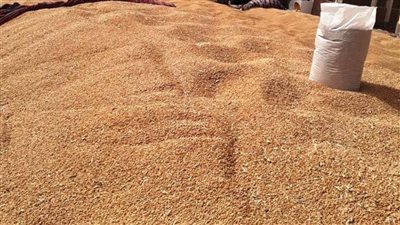 توريد 26 ألفًا و416 طن قمح منذ بدء الموسم بسوهاج