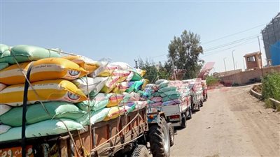 استقبال 102621 طنًا و984 كيلو قمح محلي لشون وصوامع كفر الشيخ