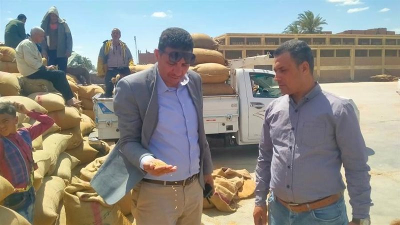 توريد محصول القمح