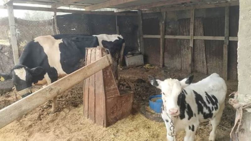 القوافل الطبية البيطرية