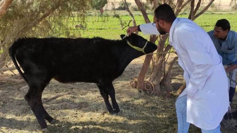 اعدام عجل مريض بالصفراء