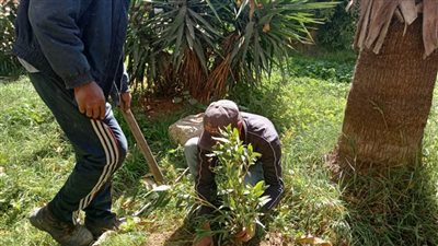 محافظ الإسكندرية: زراعة ١٠٩٠٤٤ شجرة منذ بداية تنفيذ 100 مليون شجرة