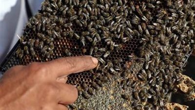 الزراعة: استئناف تصدير النحل المصري إلى السعودية