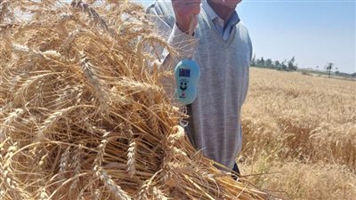 محافظ الإسكندرية: إجمالي ما تم توريده من قمح محلي حتى الآن 50 ألفًا