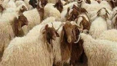 تموين شمال سيناء يعلن عن توفير الأضاحي للمواطنين بالنقد والتقسيط