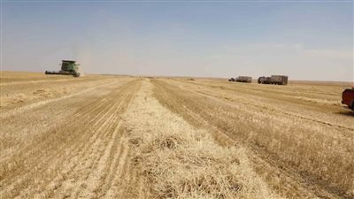 نائب محافظ المنيا يعلن توريد 229 ألف طن من القمح