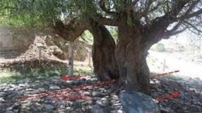 عاجل.. حكاية شجرة صفصاف شاهدة على مقتل 270 ألف شخص في دقائق