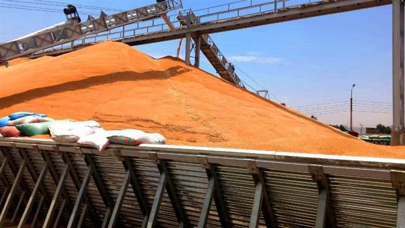 جانب من التوريد