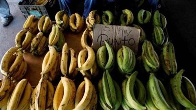 عاجل.. شجرة الموز الذابلة تسبب صداعا للعالم كله