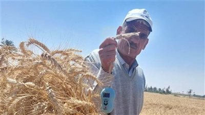 زراعة الإسكندرية: توريد 67 ألفًا و947 طنًا من الأقماح المحلية بنهاية الأسبوع الثالث