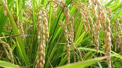    الكاميرون تعتمد خطة استراتيجية لرفع إنتاجها من الأرز إلى 750 ألف طن بحلول عام 2030