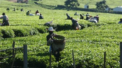 عاجل| حكاية اليوم العالمي للشاي.. وتوقعات إنتاجه حتى 2027  