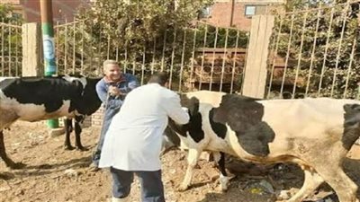 الإسماعيلية: القوافل البيطرية لعلاج رؤوس الماشية والدواجن ضد الأمراض المختلفة