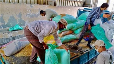 شون وصوامع كفر الشيخ تستقبل 159753 طنا و600 طن قمح محلي