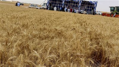 توريد ما يقرب من ٣٦ ألف طن من محصول القمح بالإسماعيلية 