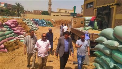 توريد 309 آلاف طن من محصول القمح بالشون والصوامع الحكومية بالمنيا