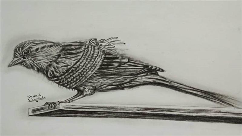 ريشة الفنانة شهد