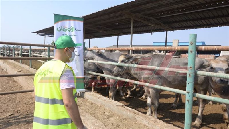 أضاحي الأورمان