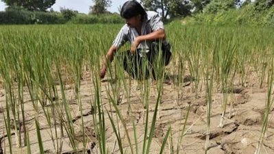 عاجل.. تغير المناخ يهدد أكبر مصدر للأرز في العالم