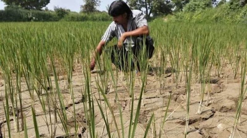 زراعات الأرز