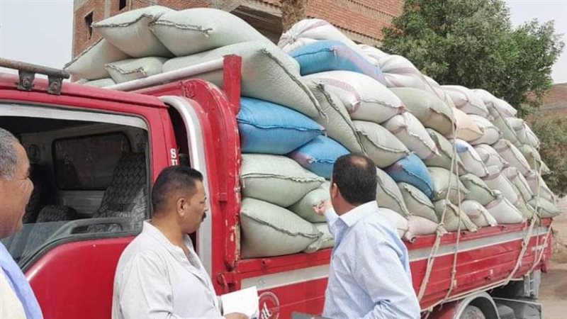 توريد القمح بالمنيا