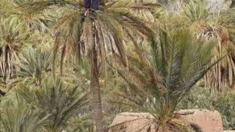 الوادي الجديد . تصل